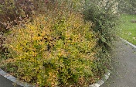 Élagueur à Les Herbiers