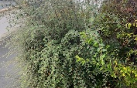 Élagueur à Les Herbiers