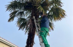 Élagueur à Les Herbiers