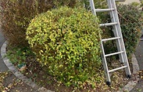 Élagueur à Les Herbiers