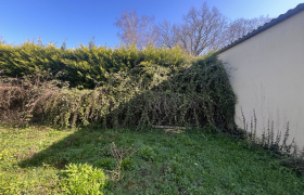 Taille de haie de Thuya - Paysagiste